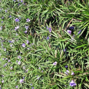 Picture of ruellia covered wall